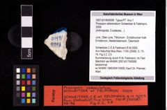 NHMW-GEO-2007z0149-0006_Ol_02.tifProsopon abbreviatum (Schweitzer & Feldmann, 2009)  (NHMW-GEO-2007z0149-0006)